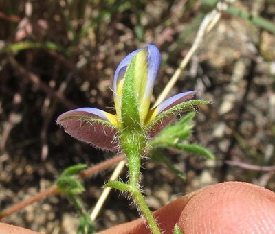 Lotononis azurea, photographed by Brian du Preez