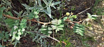 Mimosa aculeaticarpa, photographed by Annika Lindqvist