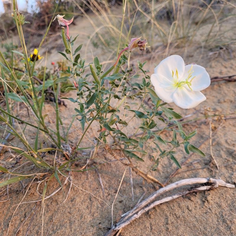 Oenothera nuttallii, photographed by Doug Macaulay