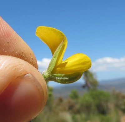 Argyrolobium pumilum, photographed by Brian du Preez
