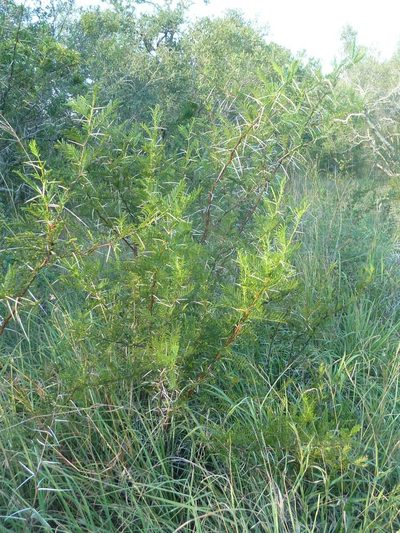 Vachellia borleae, photographed by Andrew Hankey