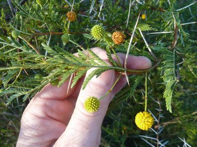 Vachellia borleae, photographed by Andrew Hankey