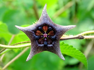 Dictyanthus yucatanensis, photographed by Alexis López Hernández