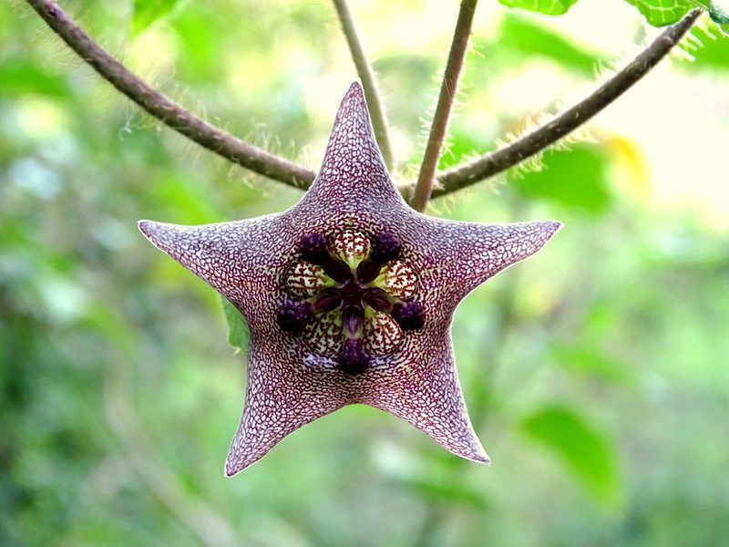 Dictyanthus yucatanensis, photographed by Alexis López Hernández
