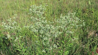 Eupatorium altissimum, photographed by Jason Swanson