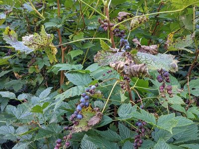 Ribes bracteosum, photographed by Yo'el Erez