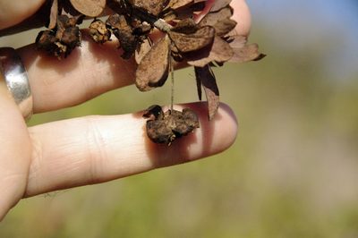Crossosoma californicum