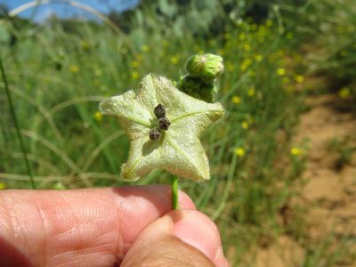 Mirabilis albida, photographed by Annika Lindqvist