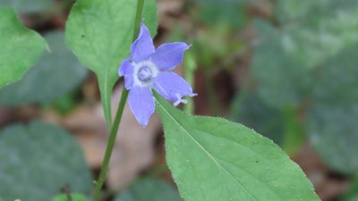 Campanula americana, photographed by Jason Swanson