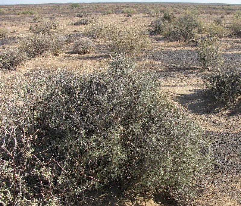 Calobota spinescens, photographed by douglaseustonbrown