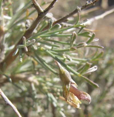 Calobota spinescens, photographed by douglaseustonbrown