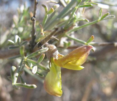 Calobota spinescens, photographed by douglaseustonbrown