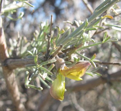 Calobota spinescens, photographed by douglaseustonbrown