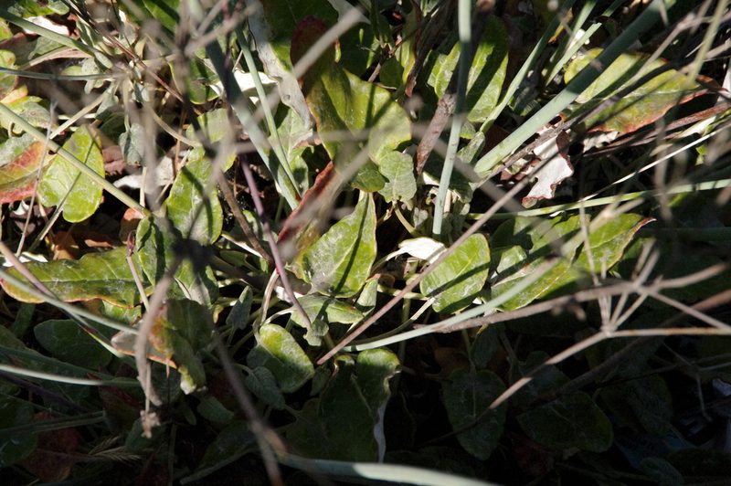 Eriogonum grande, photographed by Eric Knight