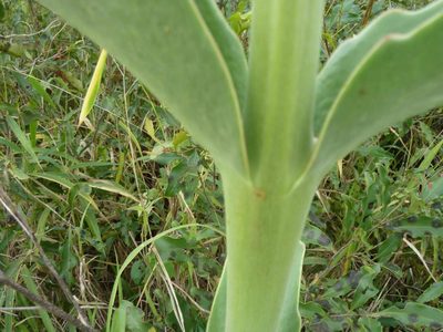 Kalanchoe brachyloba, photographed by Andrew Hankey