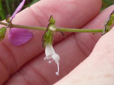 Syncolostemon bracteosus, photographed by Andrew Hankey