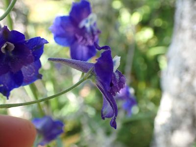 Delphinium menziesii, photographed by Ellyne Geurts