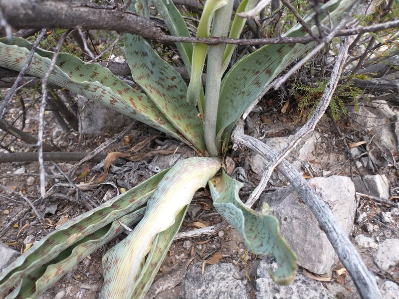 Agave brunnea, photographed by Alejandro Sigala Chávez