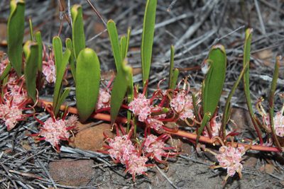 Leucospermum harpagonatum, photographed by Tony Rebelo
