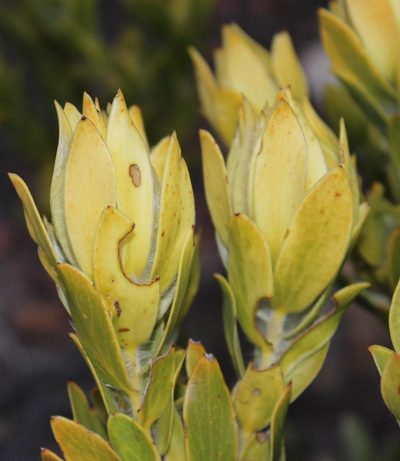 Leucadendron nervosum, photographed by Tony Rebelo