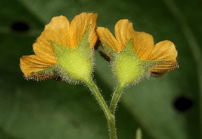 Abutilon ramosum, photographed by Wynand Uys