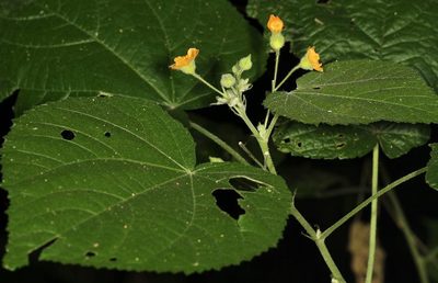 Abutilon ramosum, photographed by Wynand Uys