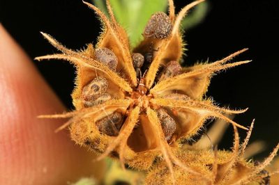 Abutilon ramosum, photographed by Wynand Uys