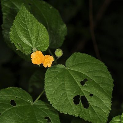 Abutilon ramosum, photographed by Wynand Uys