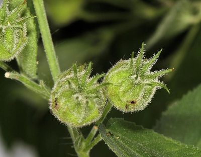 Abutilon ramosum