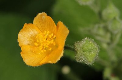 Abutilon ramosum, photographed by Wynand Uys