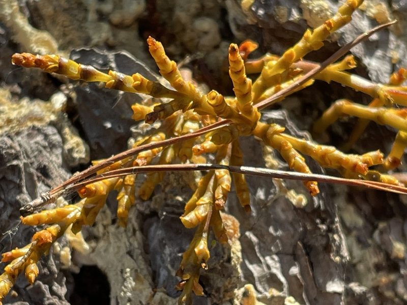 Arceuthobium littorum, photographed by Irene
