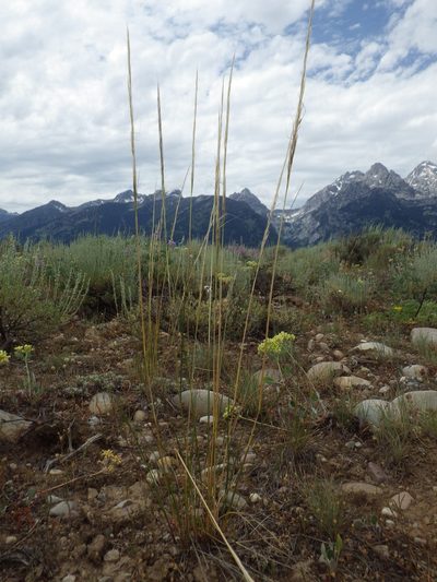 Eriocoma occidentalis, photographed by Matt Lavin