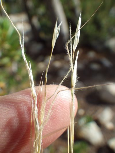 Eriocoma occidentalis, photographed by Matt Lavin
