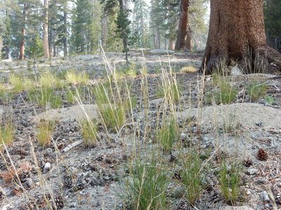 Eriocoma occidentalis, photographed by Matt Lavin