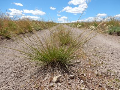 Eriocoma occidentalis, photographed by Matt Lavin