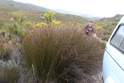 Ceratocaryum decipiens, photographed by Tony Rebelo