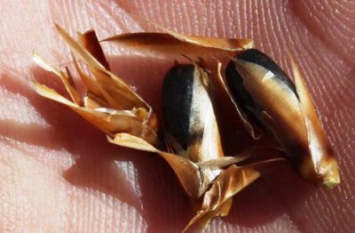 Ceratocaryum decipiens, photographed by Tony Rebelo