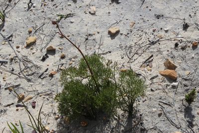 Nanobubon capillaceum, photographed by Tony Rebelo