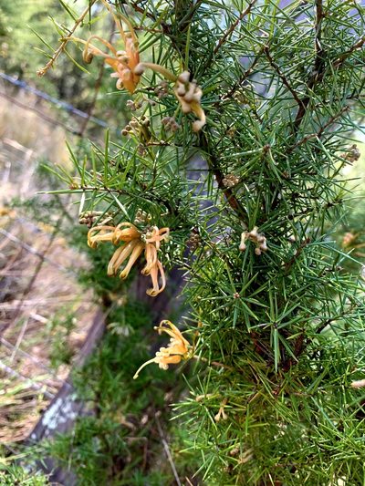 Grevillea juniperina, photographed by Lukas Clews