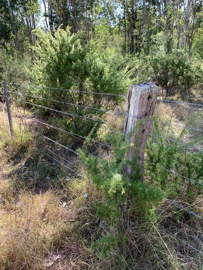 Grevillea juniperina, photographed by Lukas Clews