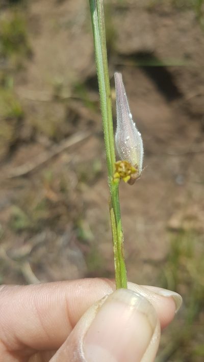 Aspidoglossum woodii, photographed by Suvarna Parbhoo Mohan