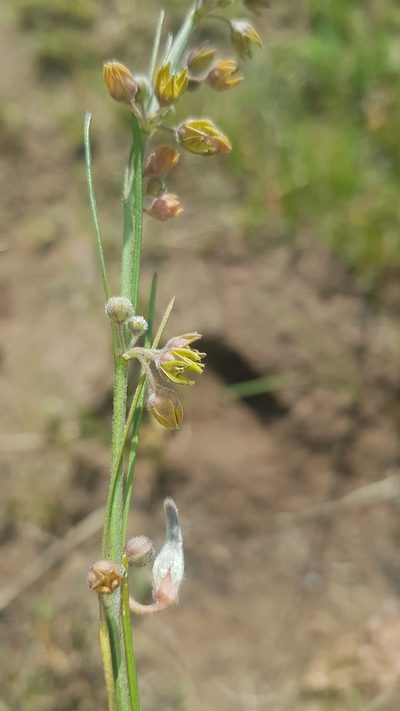 Aspidoglossum woodii, photographed by Suvarna Parbhoo Mohan