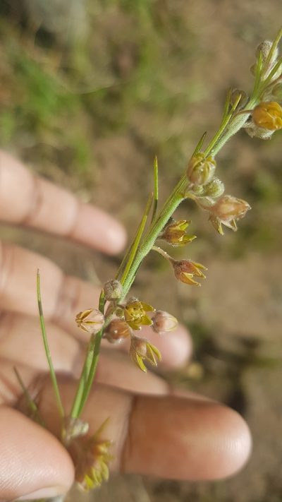 Aspidoglossum woodii, photographed by Suvarna Parbhoo Mohan