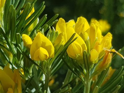Genista linifolia, photographed by Lek Khauv
