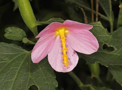 Kosteletzkya pentacarpos, photographed by Judy Gallagher