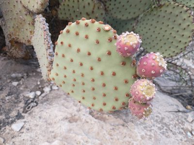 Opuntia rufida, photographed by Alejandro Sigala Chávez