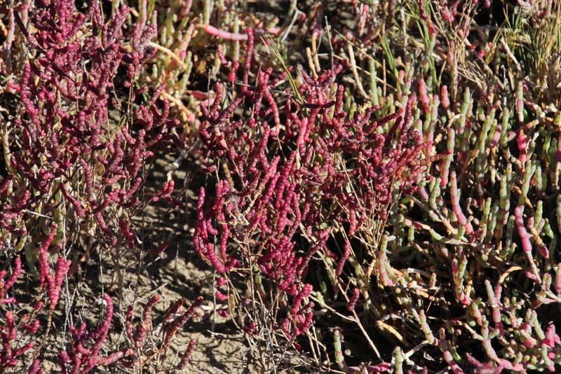 Salicornia meyeriana, photographed by Tony Rebelo