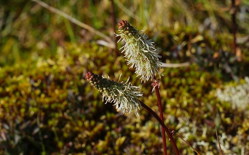 Sanguisorba stipulata, photographed by Donald Hampton