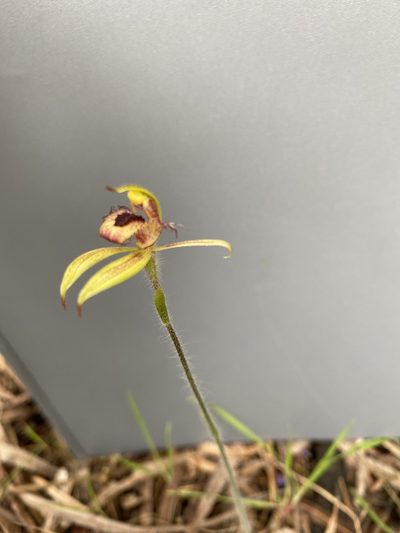 Caladenia discoidea, photographed by John Van Den Nouwelant