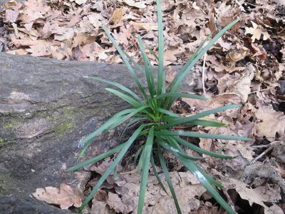 Ophiopogon japonicus, photographed by Alice Shanks